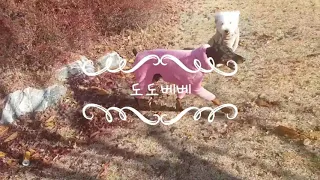 (대형견 로망) 산산조각 부셔버리는영상!!  키우기 전에 꼭 보서요!!