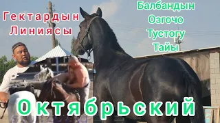 Тай сатылып кетти Чалбаныздар