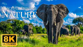 Peaceful Pristine Nature 8K ULTRA HD - Wildlife Film With Relaxing Piano Music