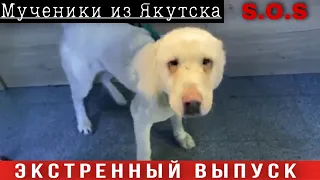 ‼️СОС‼️Три истощённых АЛАБАЯ и спасённый щенок летят из Якутска в Москву