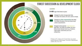 Old Growth Forests: Complexity, Wildlife and Management