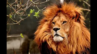 30 CURIOSIDADES DEL REY DE LA SELVA: EL LEÓN.