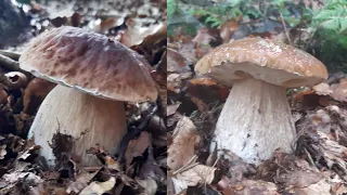 Beautiful "top" porcini mushrooms collected in the "Park of hundred Lakes"