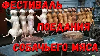 ФЕСТИВАЛЬ ПОЕДАНИЯ СОБАЧЬЕГО МЯСА