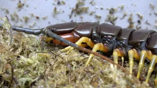 Scolopendra gigantea, Giant White Leg ,Housing and care