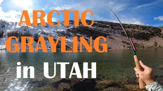 ARCTIC GRAYLING in UTAH | Tenkara Fly Fishing 4K UHD