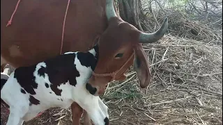 cow meeting new latest video 2021