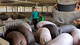 Pig farming.  Use pig manure as biogas to cook pig feed.  (Episode164).