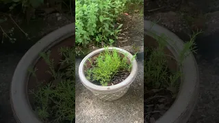 I’m back!!! A quick tour of my garden