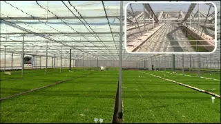 Retractable roof house with retractable insect net for young plant production in South Africa
