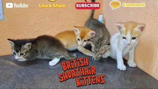 30 Days old kittens are Already Melting Hearts | British Shorthair kittens