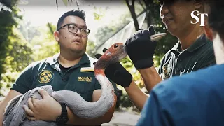 [TRAILER] Moving 3,500 birds from Jurong Bird Park to Bird Paradise in Mandai