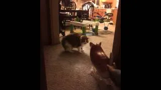 Cat vs. Cat balloon