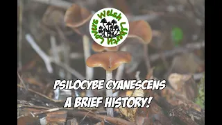 Psilocybe Cyanescens - A Brief History