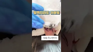 손가락에 귀여운 까치 민화까치