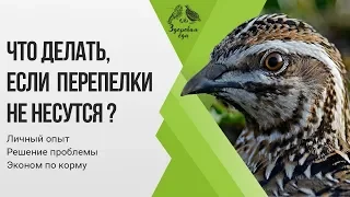 Что делать, если не несутся перепелки? Личный опыт, решение проблемы, эконом по корму.