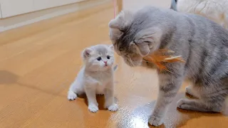The kitten who was dissatisfied with his mother cat stealing his toy was too cute.