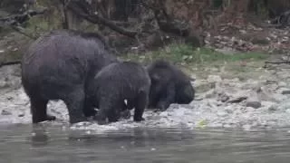 Bear family sharing the Salmon feast in Alaska (Sep 2016)