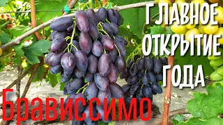 БРАВИССИМО- кишмиша с ТАКИМ размером ягоды вы никогда не видели. Открытие года!!!