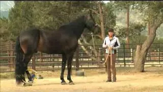 Quick Tip: Teach Your Horse To Stand Still