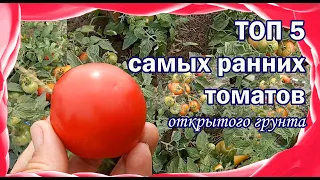 Самые ранние сорта томатов открытого грунта. Центрально-Черноземный регион.
