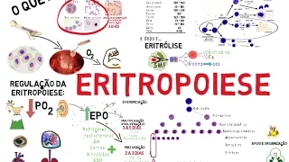 Eritropoiese