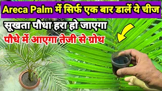 Areca Palm को हरा-भरा कैसे रखें | Areca Palm | Gardening