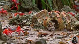 Red crab vs Coconut crab.