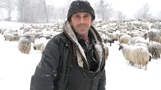 KO  ĆE  MENE  SAD  ZAPOSLIT,  PA  DA  MU ZASPIM  KO  ŠTO   ZASPIM  KOD  OVACA