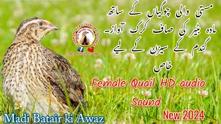 female quail sound madi batair ki awaz2024 / Madi Batair ki Awaz2024