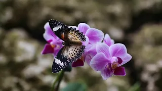 Beautiful Butterflies & The Best Relaxing Piano - Sleep Relaxing Music - 2 Hours - HD 1080