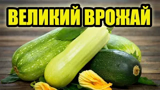 ДІЄВИЙ ЗАСІБ! Від Цього Підживлення Кабачків Наросте Тонна!