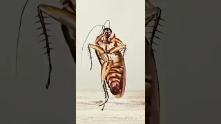cockroach dancing on Jisoo flower song 😍🤣🤣😁