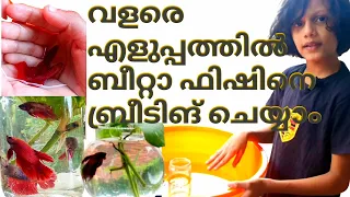 How to breed Betta fish Malayalam||#fighter fish breeding vedio 🐠||HaadiAhad