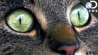 Why Does Your Cat Have Strange Eyes?