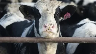 The Life of a Feedlot Cow