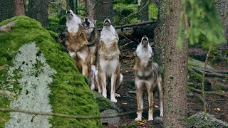 Nature sounds – Wolf pack howling