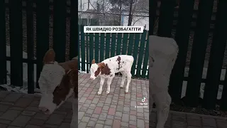 Як швидко розбагатіти.