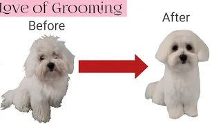 Grooming a Maltese Puppy