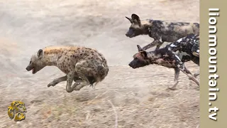 Wild Dogs vs. Hyena Showdown! | When Nature Gets Feisty!