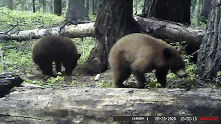 5 23 2020 bears, elk