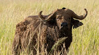 Photographing Wildlife in Murchison Falls National Park, Uganda.