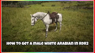 This is how to get the male version of the white arabian in rdr2!