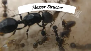 3. Немного о Messor Structor