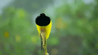 The Mating Dances of the Birds of Paradise #mating dance, #Birds of paradise, # Love #birdwatching