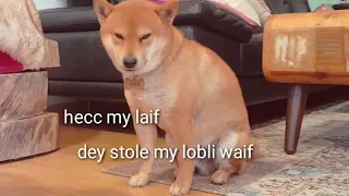 AMGERY daddo - the return Ep03 / Shiba Inu puppies (with captions)