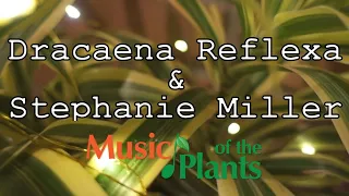 Music of the Plants - Dracaena Reflexa, Bamboo M - Stephanie Miller, Harp