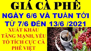 Giá cà phê 6/6 và tuần tới từ ngày 7/6 đến 13/6/2021: xuất khẩu tăng mạnh, giá leo dốc liên tục