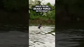 Would You Use Deadly Force On This Swan To Save Your Dog?
