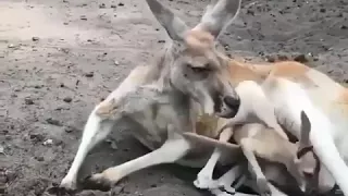Рождение кенгуру